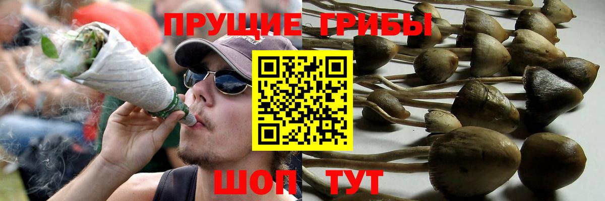 Псилоцибиновые грибы Cubensis Нурлат